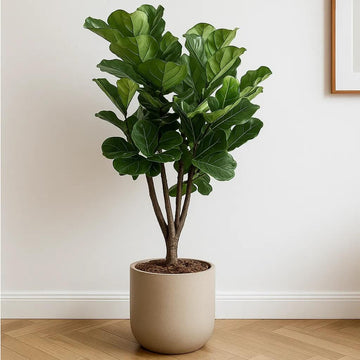 Fiddle Leaf Fig Seeds for Planting