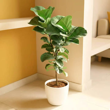Fiddle Leaf Fig Seeds for Planting