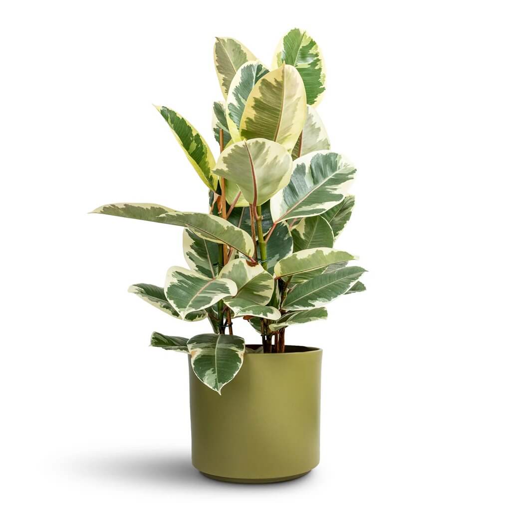 Fiddle Leaf Rubber Plant Seeds