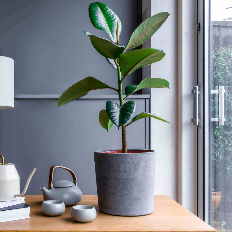Fiddle Leaf Rubber Plant Seeds