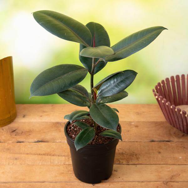 Fiddle Leaf Rubber Plant Seeds