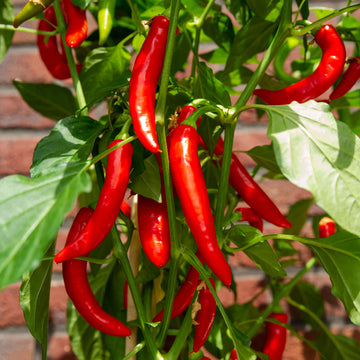 Fiery Chili Pepper Seeds