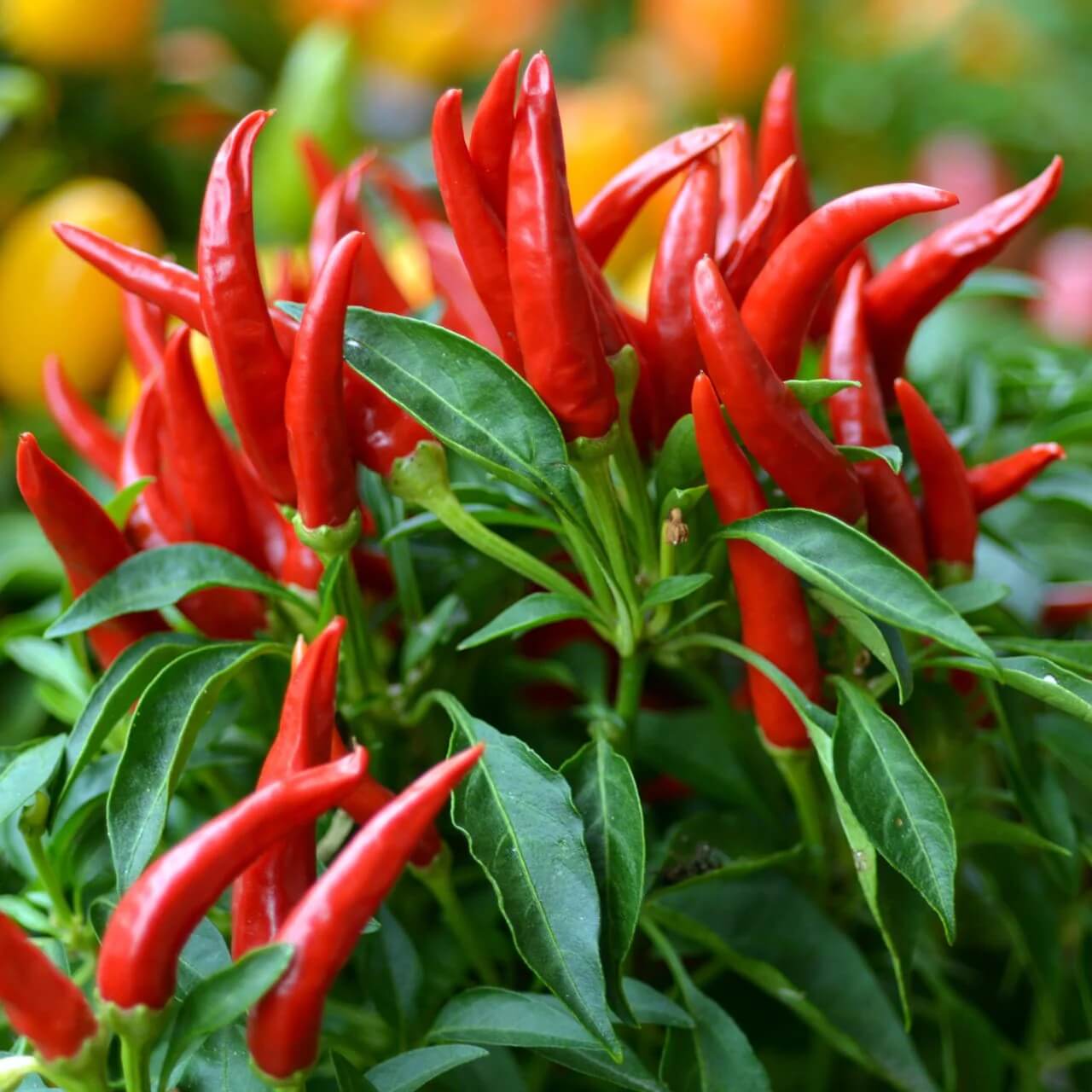 Fiery Chili Pepper Seeds