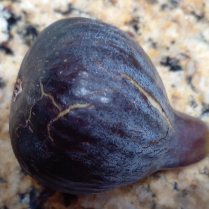 Fig Seeds – Black Madeira
