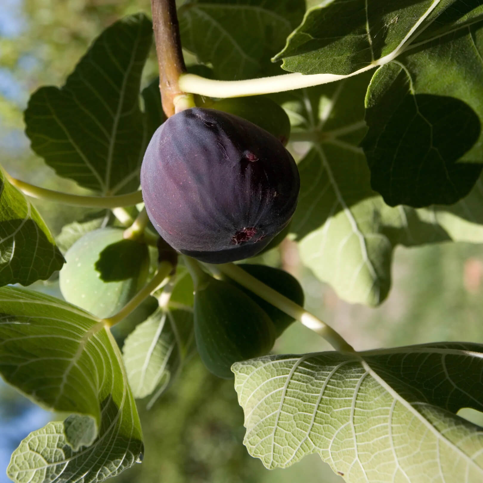 Fig Seeds – Black Mission
