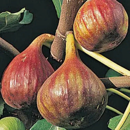 Fig Seeds – Brown Turkey
