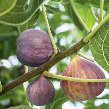 Fig Seeds – Burgundy
