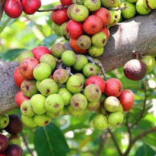 Fig Seeds – Cluster (Ficus racemosa)