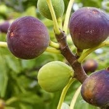 Fig Seeds – Common