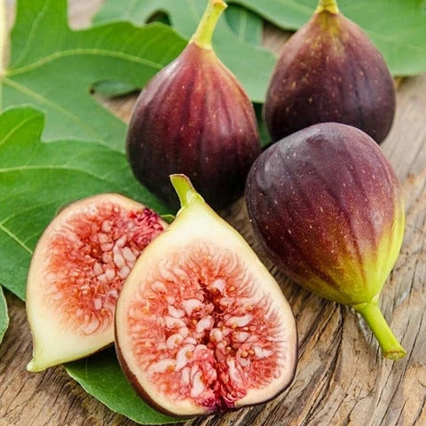 Fig Seeds – Common