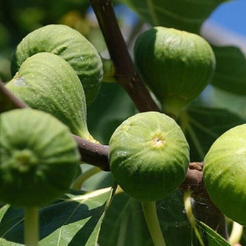 Fig Seeds – Kodota
