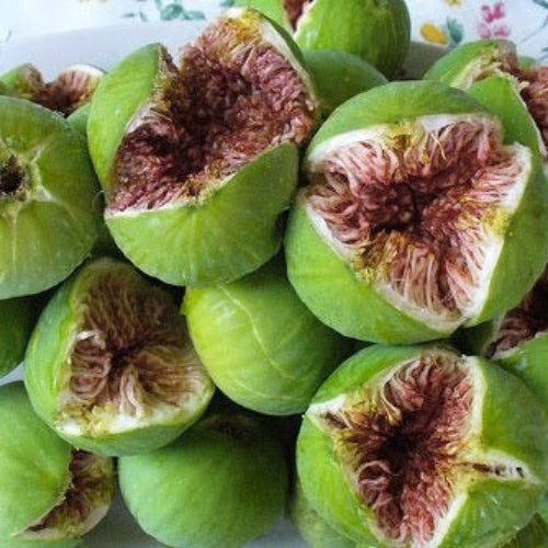 Fig Seeds – Kodota
