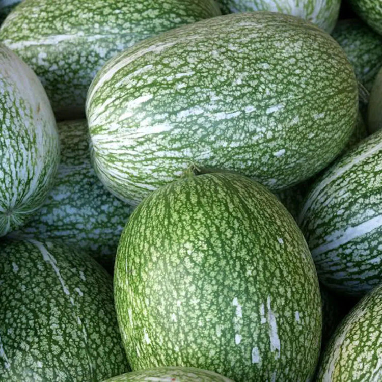 Fig Leaf Gourd Seeds – Chilacayote
