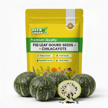 Fig Leaf Gourd Seeds – Chilacayote