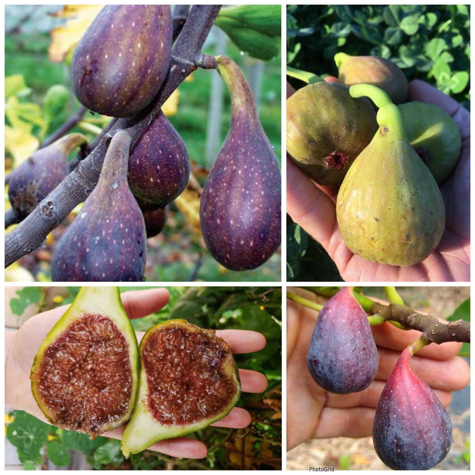 Fig Seeds – Mixed
