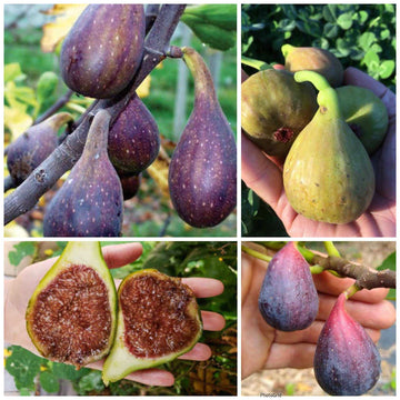 Fig Seeds – Mixed

