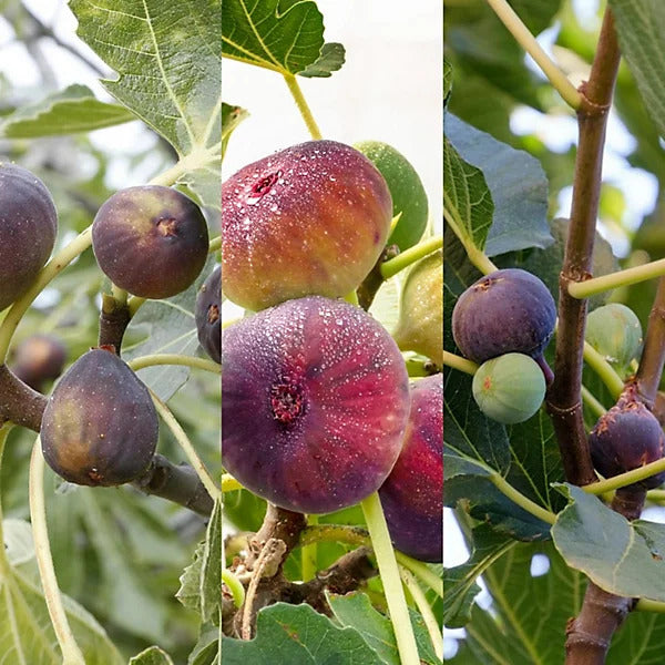 Fig Seeds – Mixed
