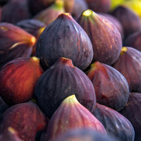 Fig Seeds – Rare