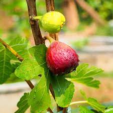 Fig Seeds – Red
