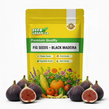 Fig Seeds – Black Madeira