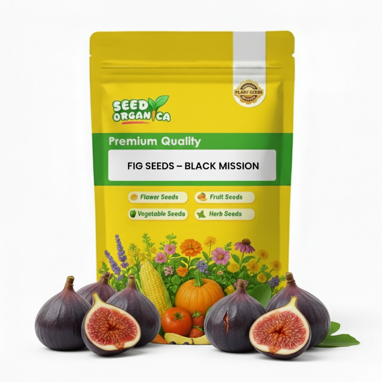 Fig Seeds – Black Mission