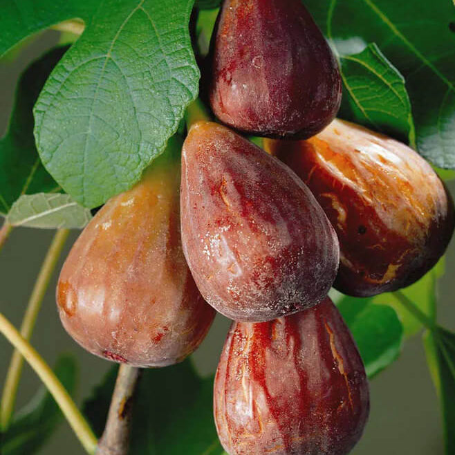 Fig Seeds – Brown Turkey
