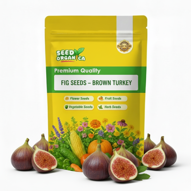 Fig Seeds – Brown Turkey