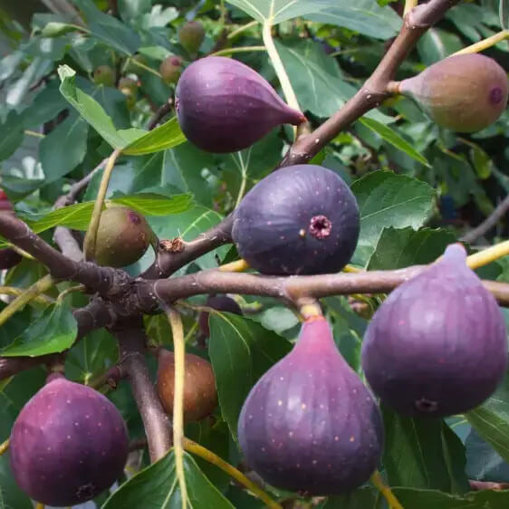 Fig Seeds – Burgundy
