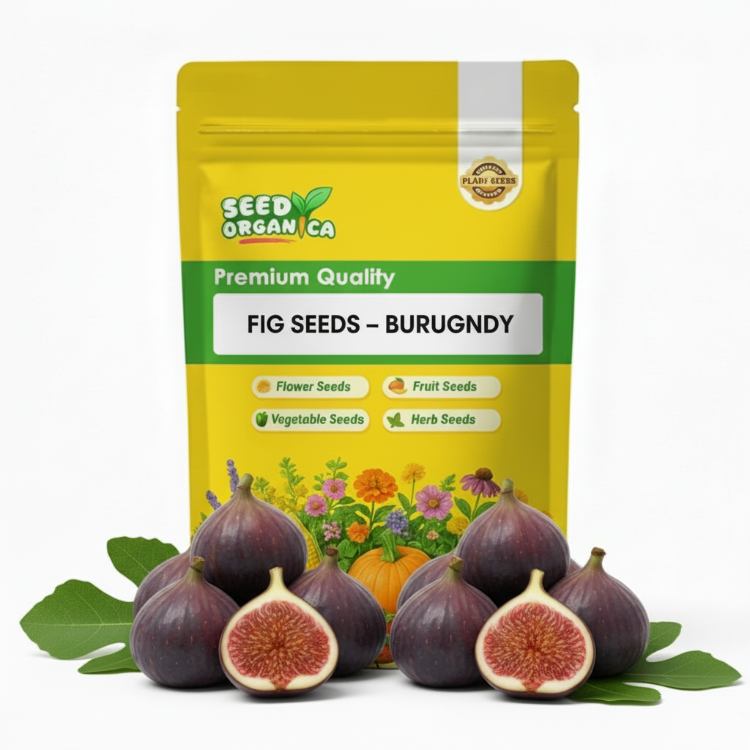 Fig Seeds – Burgundy