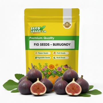 Fig Seeds – Burgundy