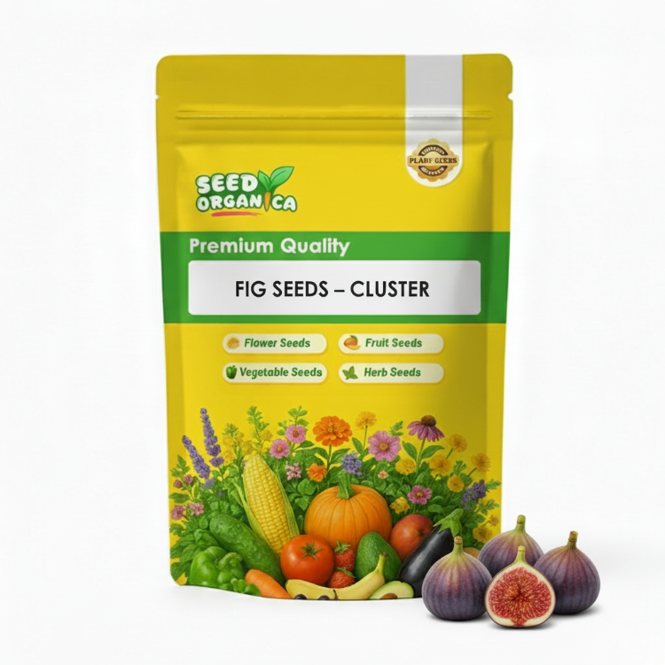 Fig Seeds – Cluster