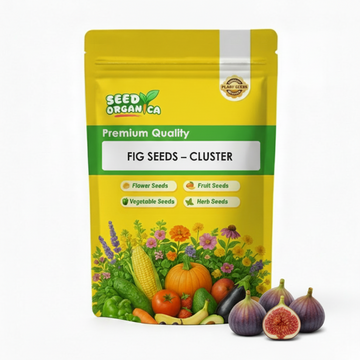 Fig Seeds – Cluster