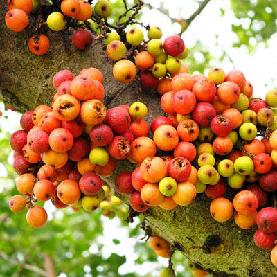 Fig Seeds – Cluster (Ficus racemosa)