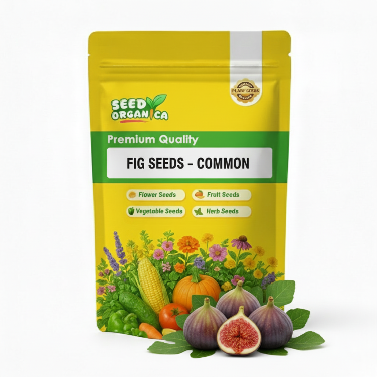 Fig Seeds – Common
