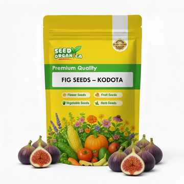 Fig Seeds – Kodota