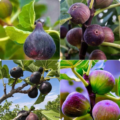 Fig Seeds – Mixed
