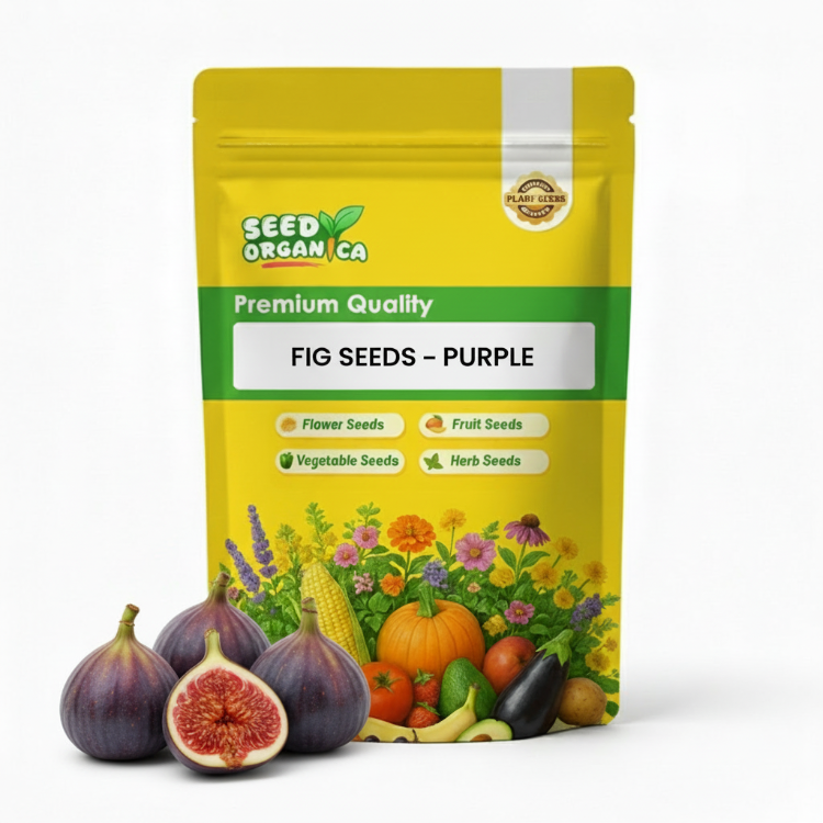 Fig Seeds – Purple