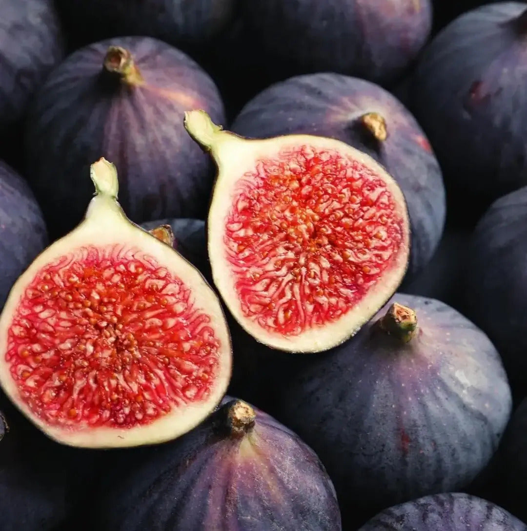 Fig Seeds – Rare