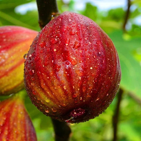Fig Seeds – Red
