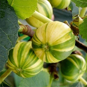Fig Seeds – Sweet Honey
