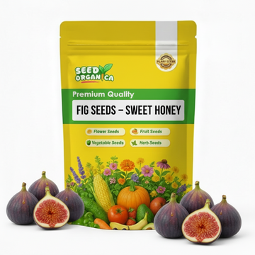 Fig Seeds – Sweet Honey