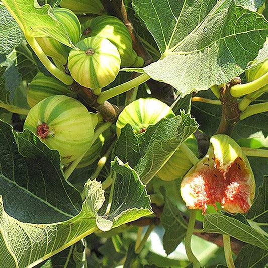 Fig Seeds – Sweet Honey
