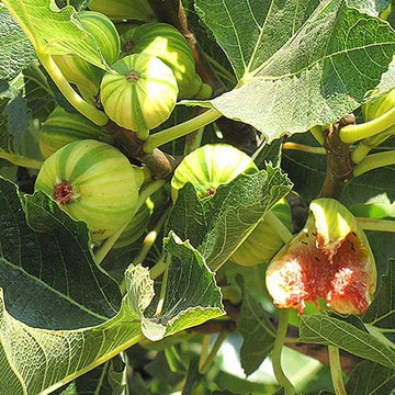 Fig Seeds – Sweet Honey

