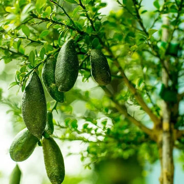 Finger Lime Seeds - High Quality
