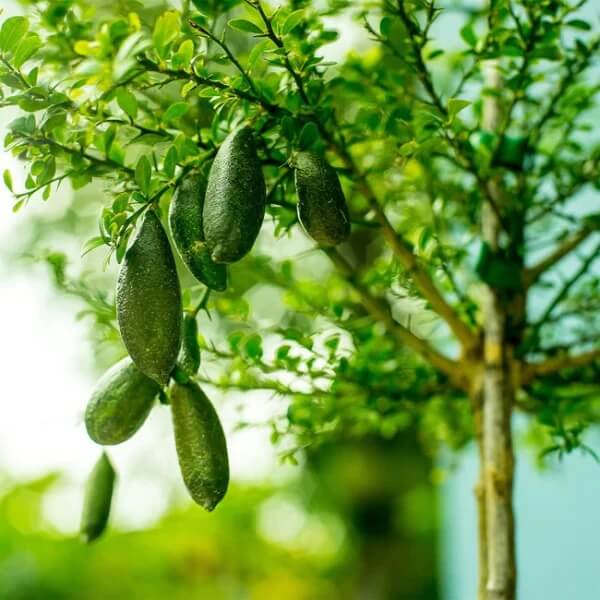 Finger Lime Seeds - High Quality
