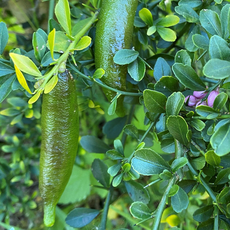 Finger Lime Seeds
