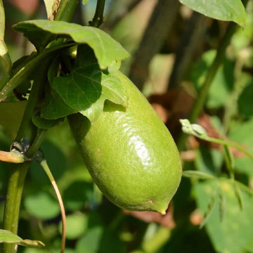Finger Lime Seeds - High Quality

