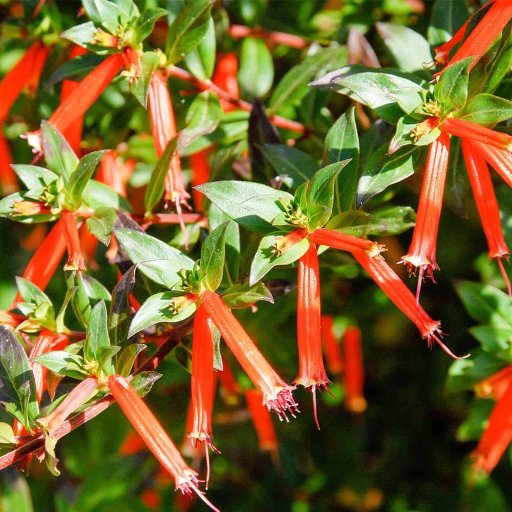 Firecracker Cigar Plant Seeds - Flower Plant