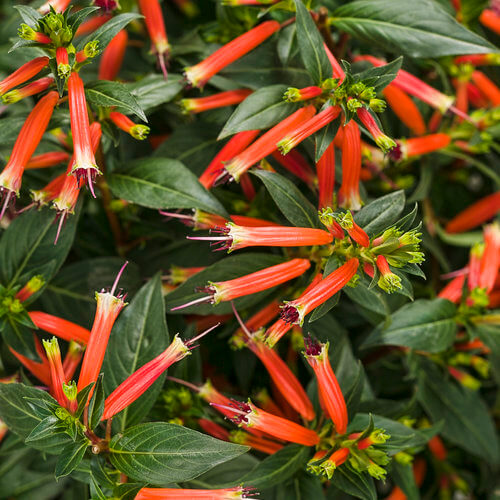 Firecracker Cigar Plant Seeds - Flower Plant