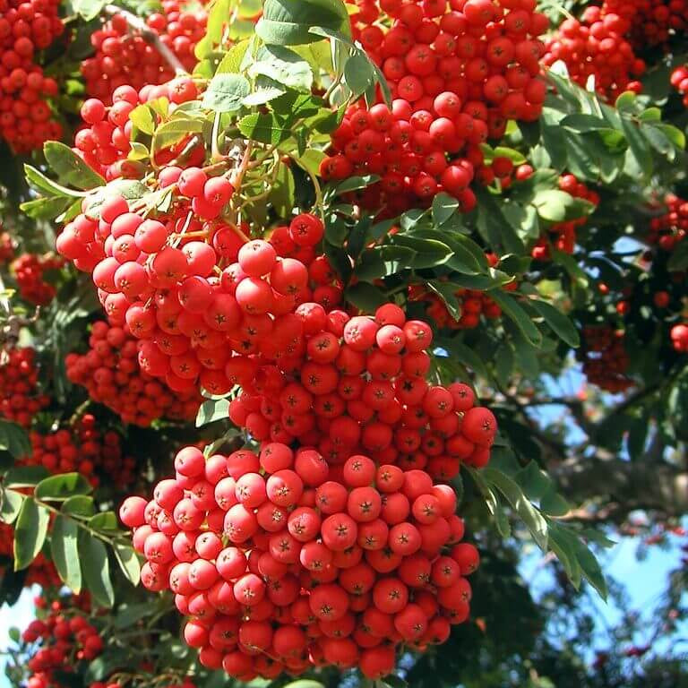 Firethorn Seeds - Red